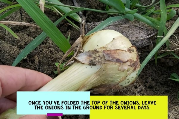 Сайт кракен официальный ссылка onion