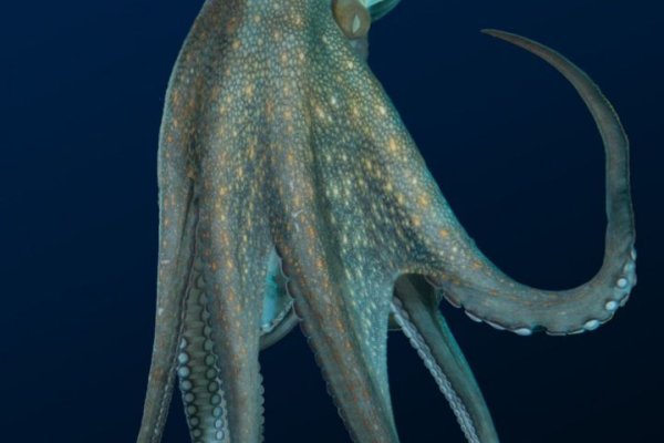 Kraken at17