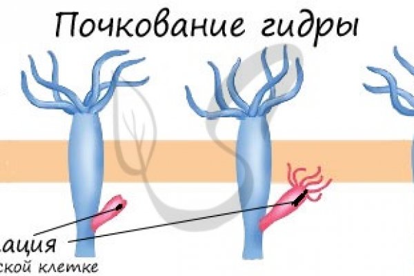 Kraken в россии