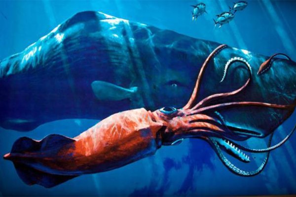 Kraken ссылка для тору